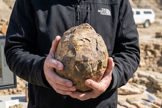 Un científico encontró huevos de titanosaurio en Francia: la extraña conexión con Argentina
