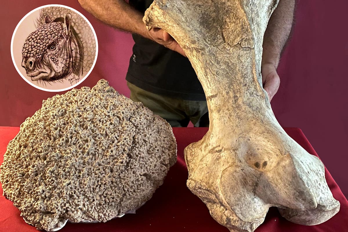 Hito paleontológico: descubren los restos fósiles de un armadillo milenario en San Pedro