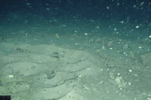 Una expedición que buscaba un barco en la Antártida encontró cientos de nidos de peces bajo un iceberg