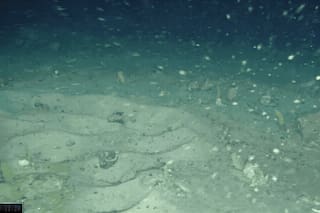 Una expedición que buscaba un barco en la Antártida encontró cientos de nidos de peces bajo un iceberg