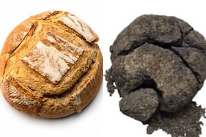 Hallaron el pan más antiguo del mundo del 6600 a.C. enterrado en una ciudad milenaria
