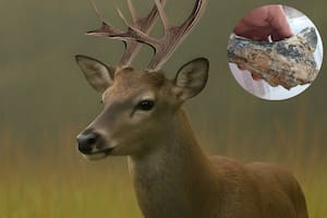 Encuentran el fósil de un ciervo que vivió hace 200.000 años en San Pedro