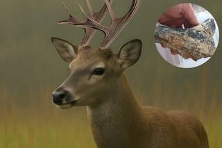 Encuentran el fósil de un ciervo que vivió hace 200.000 años en San Pedro