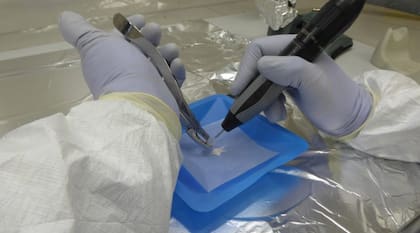 Hallan una conexión genética entre pasado y presente