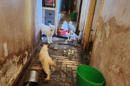 Hallanaron una vivienda y rescataron a 23 gatos