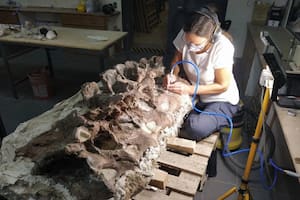 Cabalgaba por un campo de Chubut y halló el fósil de un nuevo dinosaurio