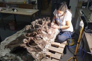 Cabalgaba por un campo de Chubut y halló el fósil de un nuevo dinosaurio