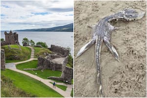 Halló un “bebé monstruo” del Lago Ness en una playa y desconcertó a todos