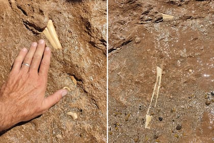 Los restos fósiles del cenozoico superior explican cómo se formó la actual fauna sudamericana