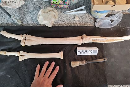 Los huesos largos encontrados en las playas de Chapadmalal pertenecían a un camélido gigante típico de América del Sur