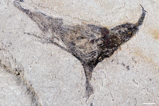 Hallazgo de fósiles en China revela un salto sorprendente hacia la aparición de animales complejos