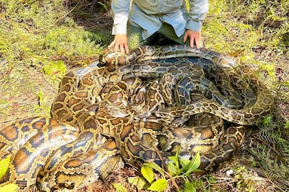 Estas serpientes pueden llegar a pesar más de 80 kilos
