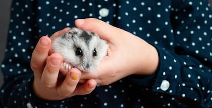 Hámster enano, sus cuidados y necesidades