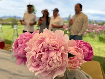 Hanae es un Pet Nat o fermento de peonías, único en el planeta, sostiene el productor de flores Martín Sasaki