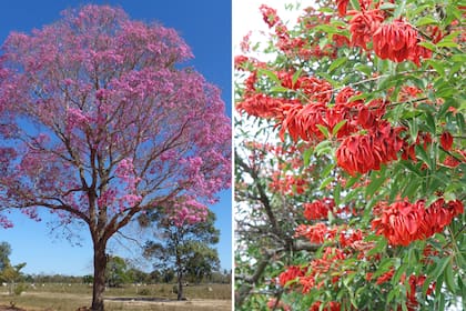 Handroanthus heptaphyllus (izquierda) y Erythrina crista-galli, conocido como ceibo (derecha).