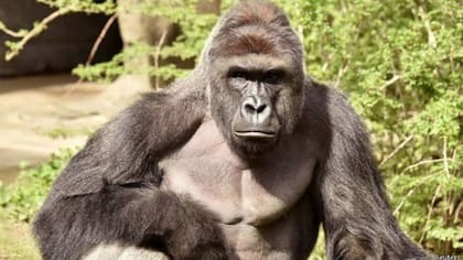 EE.UU.: matan a un gorila para salvar a un niño de 4 años que cayó a su fosa