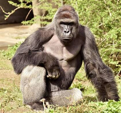 Harambe tenía 17 años y pesaba unos 200 kilos