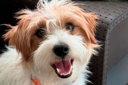 "Harry", el perro que fue asesinado por un vecino de la familia en Córdoba