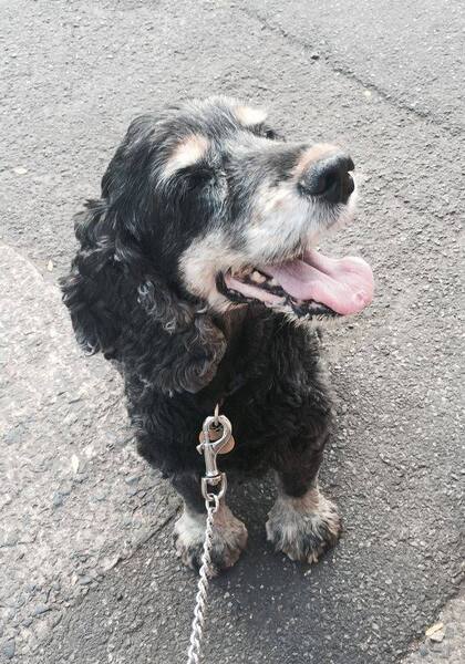 Harvey, el cocker spaniel del pisquiatra Jaco Nel debió ser sacrificado luego de provocar la sepsis de su dueño