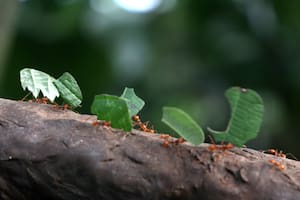 Hormigas cortadoras: cómo proteger a tus plantas del embate final de la temporada