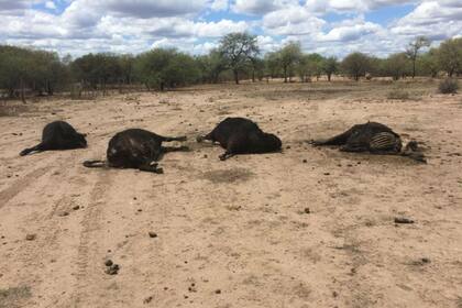 Hasta ahora contabilizó 35 animales muertos