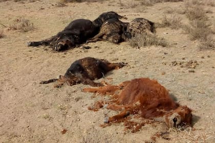 Hasta ahora, van 5392 animales muertos por la falta de agua, por ende, alimento
