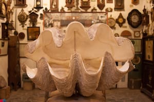 Hasta bivalvos gigantes son parte de la colección del Rocsen