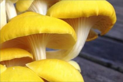 Hasta el momento, la presencia del hongo se registró en 25 estados, pero aún no apareció en los bosques de Florida