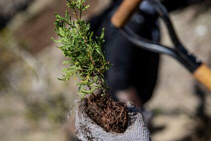 Hasta el momento se plantaron unos 16.500 árboles en diferentes zonas de la región