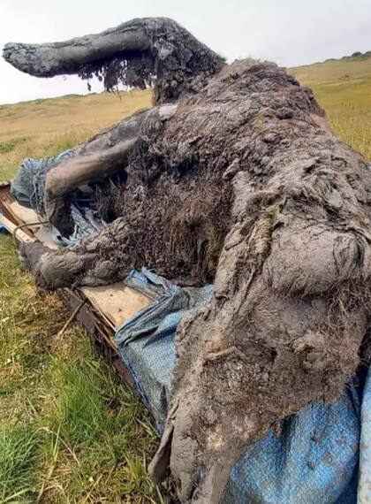 Hasta este momento lo único que se había encontrado de este especie eran huesos