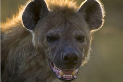 Los animales ingresaron a la tienda gracias a una abertura en el techo
