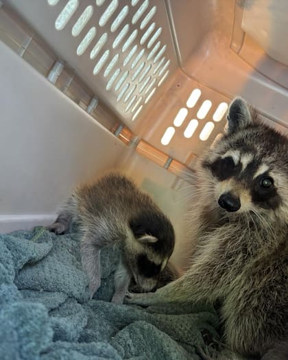 Hasta que cumplan un año, los cachorros permanecerán junto a su madre en un recinto al aire libre. Luego serán liberados.