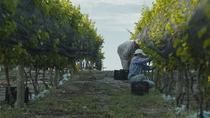 Hay 25 bodegas anotadas en la provincia