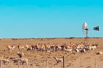 Hay alerta por la sobrepoblación de guanacos