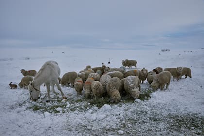 Hay alerta por un crecimiento en la mortandad de animales