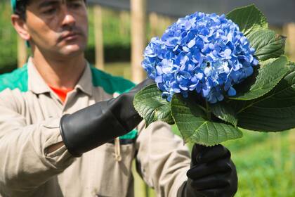 Hay algunas restricciones para el tipo de flores que se traslada a Estados Unidos