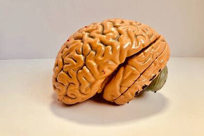 Hay alimentos en los que pueden encontrar suplementos necesarios para llevar una salud mental plena