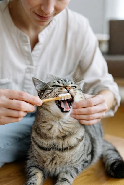 Hay alimentos que ayudan a remover las placas y el sarro de los dientes (Foto: Grok)