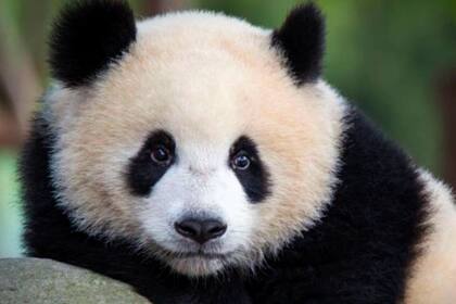 Hay alrededor de 1.800 pandas que viven en libertad en China y aproximadamente 500 ejemplares que viven en cautiverio en todo el mundo