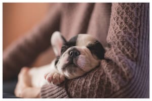 Hay animales que padecen muchísimo debido a las prácticas de cría impulsadas por los humanos en función de privilegiar ciertos atributos solo por considerarlos estéticamente agradables