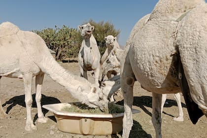 Hay ayudas para la alimentación animal