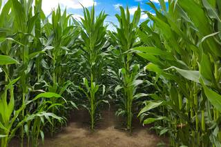 Maíz tardío: biocontroladores para disminuir la contaminación por aflatoxinas