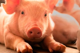 En seis años se achicó un 60% la cantidad de productores porcinos que entregan a faena