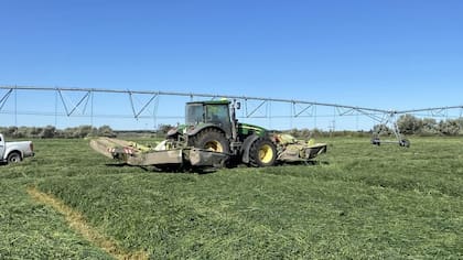 Hay buenas condiciones para producir forraje