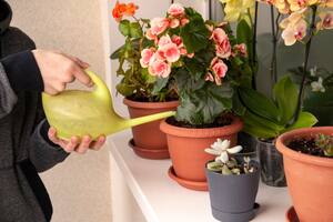 Hay ciertas plantas de interior que florecen en bajas temperaturas y son perfectas para decorar el hogar en otoño