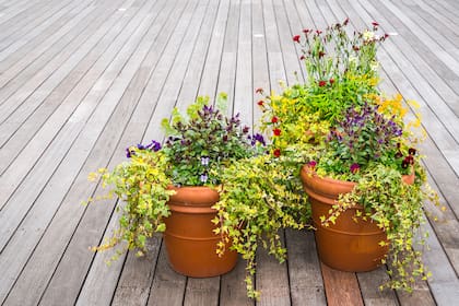 Hay ciertas plantas que florecen durante temperaturas más bajas y son perfectas para decorar en otoño
