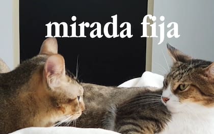Hay comportamientos que indican la dominancia de los gatos (Foto: YouTube Mascotas y Familias Felices)