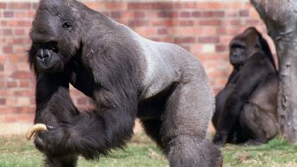 Hay cuatro especies de gorilas en peligro de extinción, según la Lista Roja de Especies Amenazadas de la Unión Internacional para la conservación de la Naturaleza