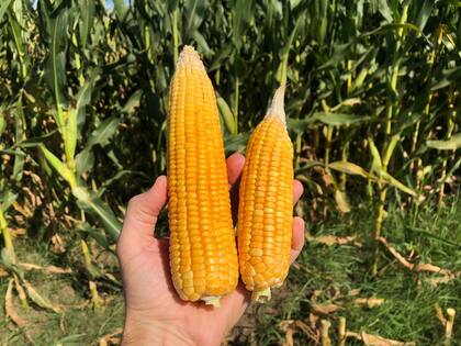 Hay diferencias según los ambientes