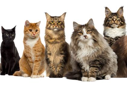 Hay diferentes razas de gatos en el mundo